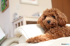 トイプの優雅な休日