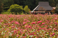 花畑の中の小さな家