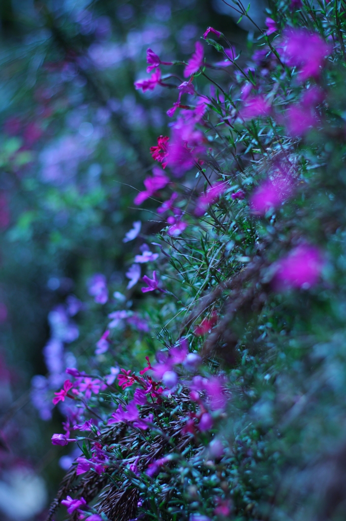 花の世界