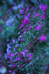 花の世界