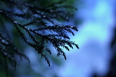 朝がくる