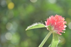 小さな花壇