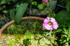 小花