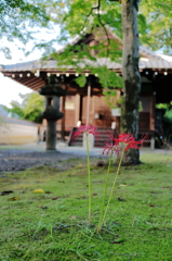 初秋の差し色