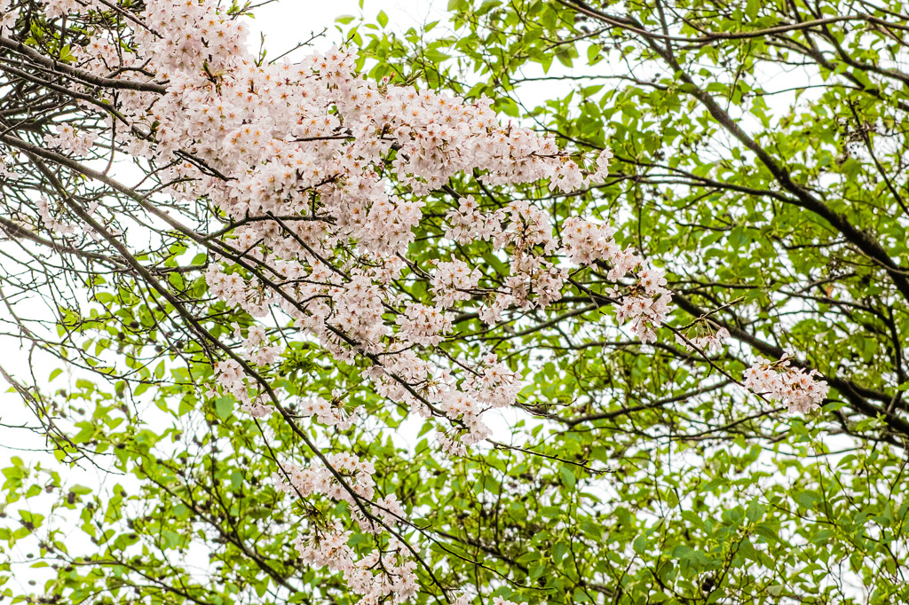 近所の桜