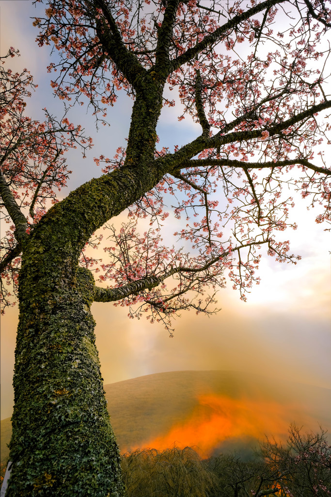 桜と山焼き