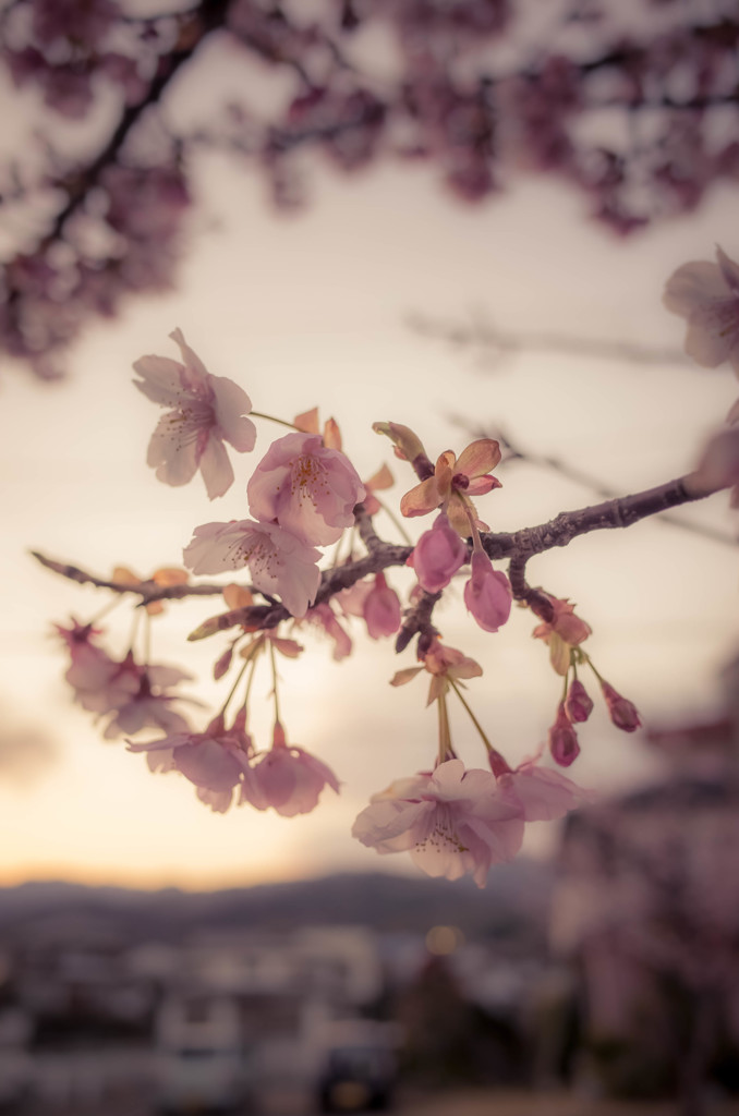 夕方