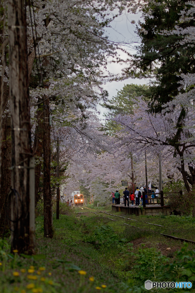 桜トンネル