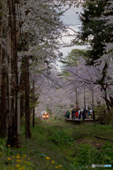 桜トンネル