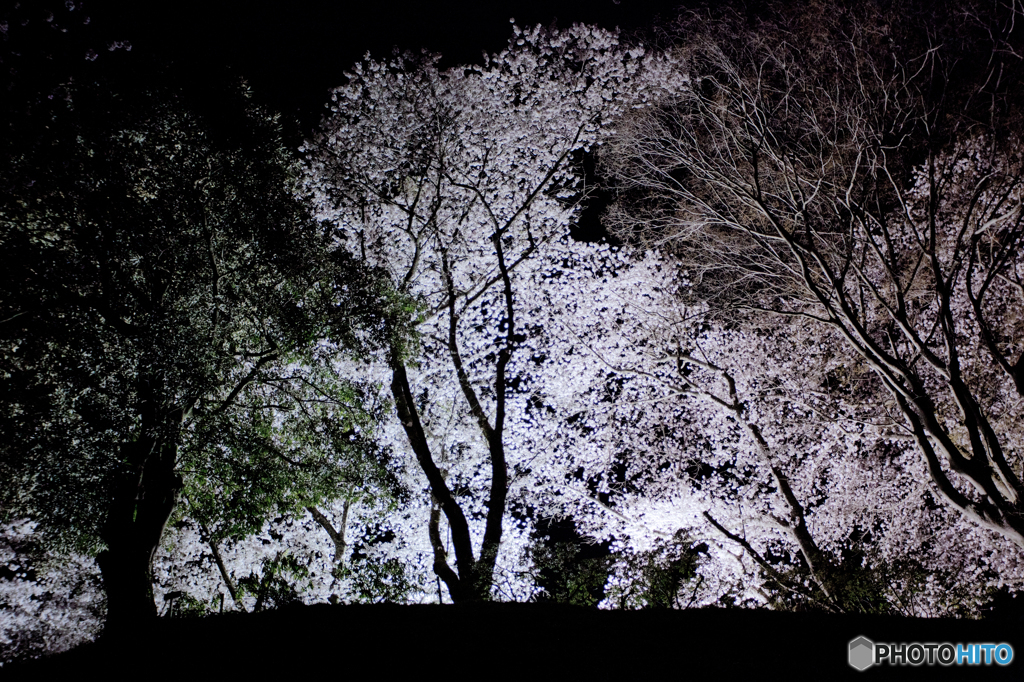 夜桜４