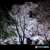 夜桜４