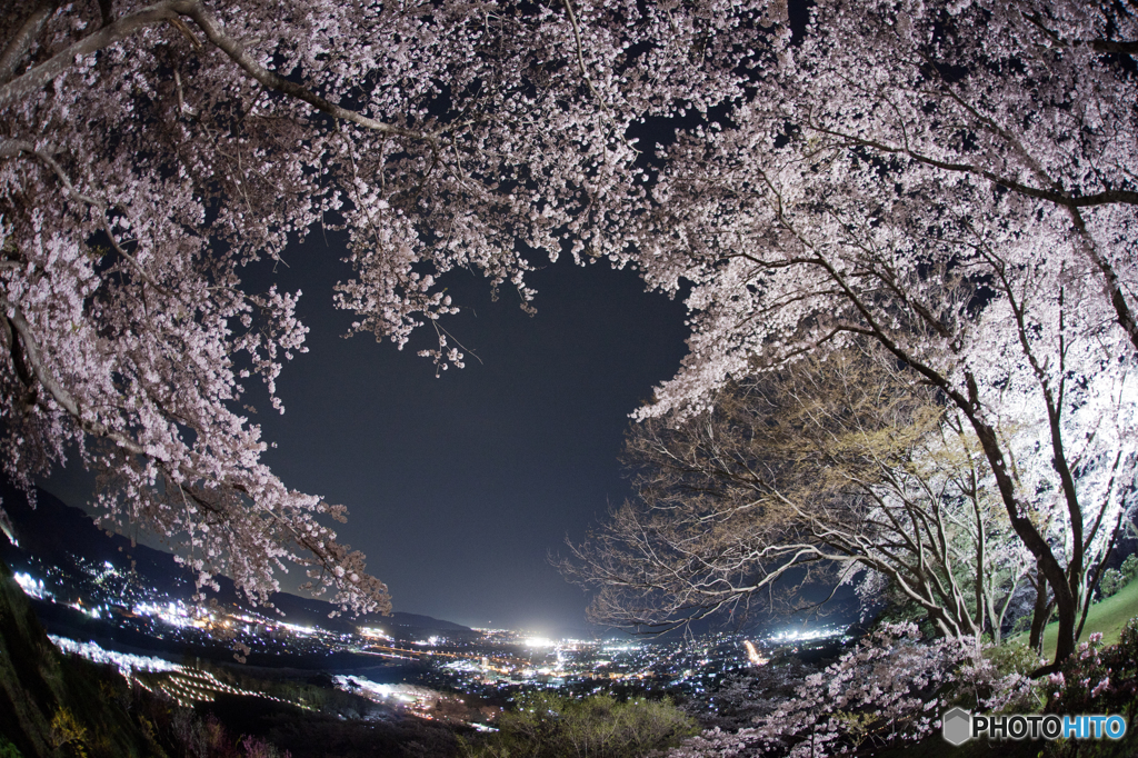 夜桜５