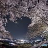 夜桜５