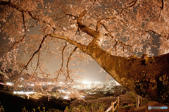 夜桜 2