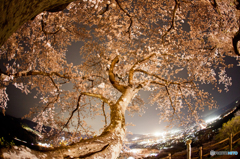 夜桜３