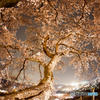 夜桜３
