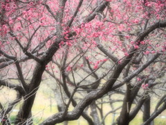 けぶる梅園