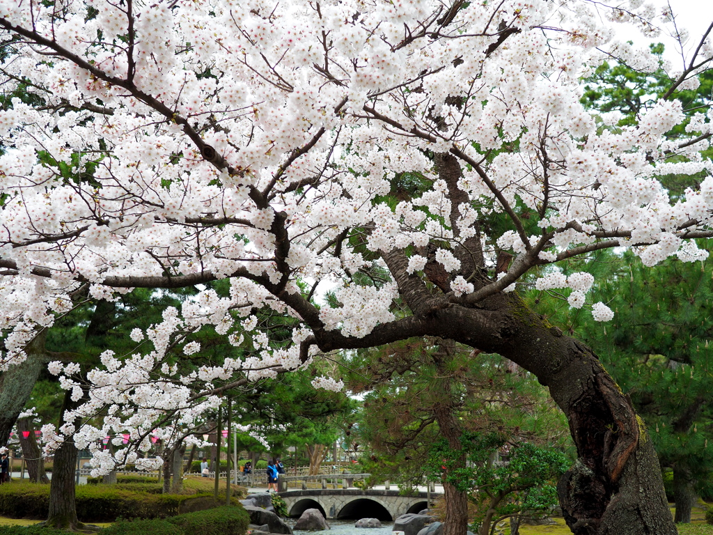 松桜