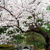 松桜