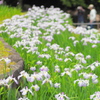 花菖蒲 -明-
