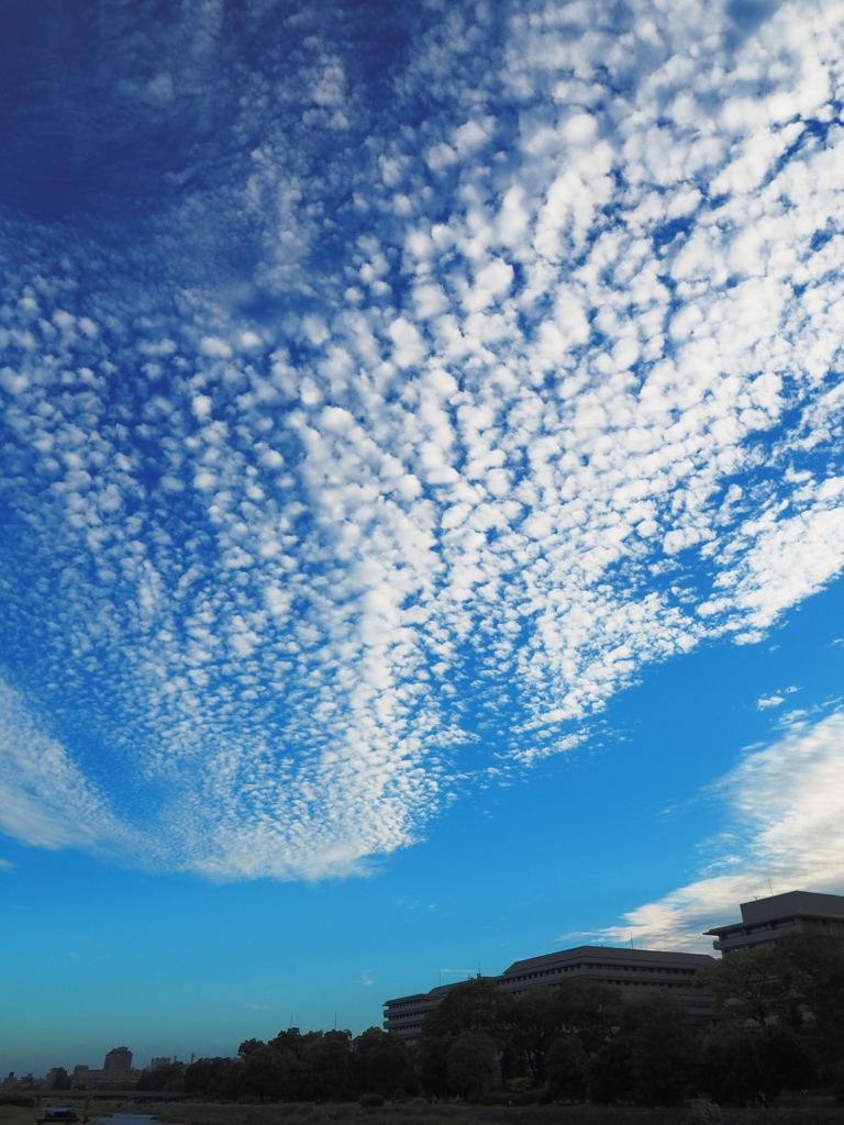 うろこ雲と鴨川と．