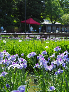 花菖蒲園