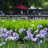 花菖蒲園