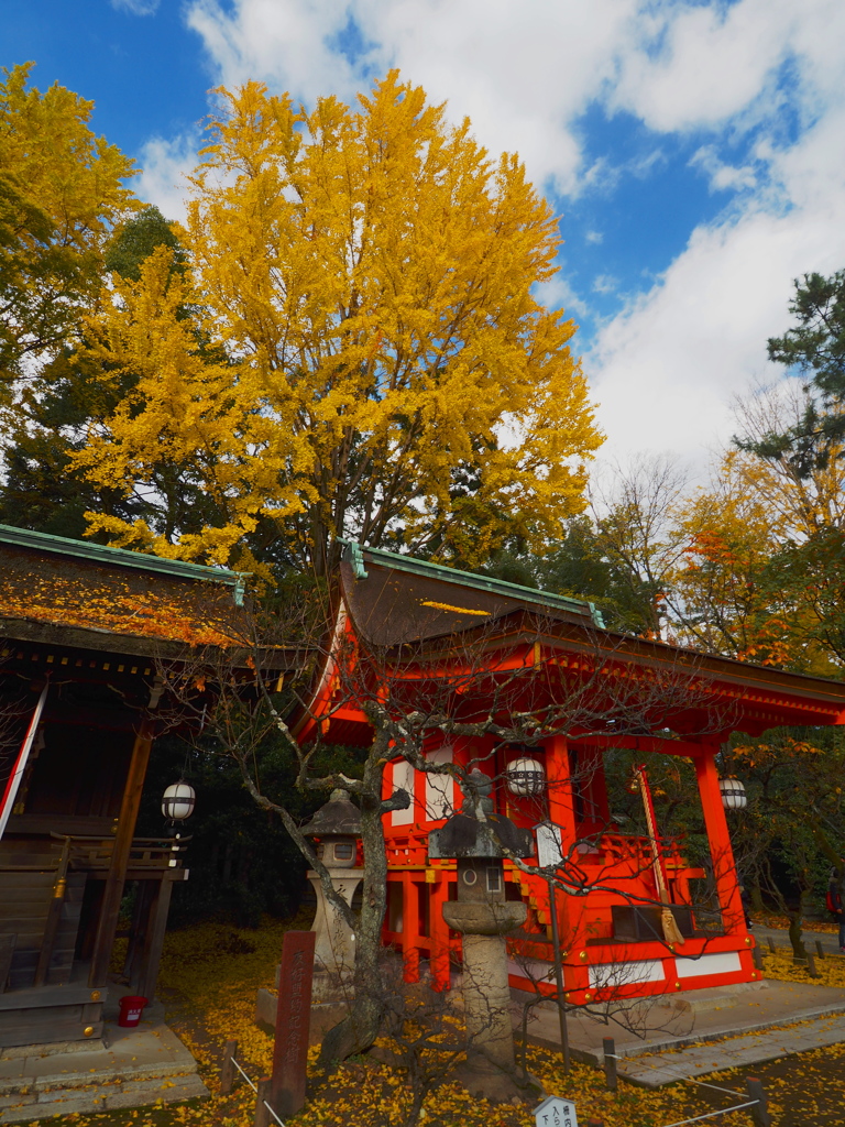 京の秋の赤青黄
