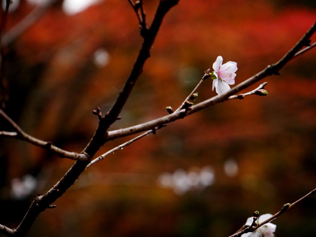 秋に咲く春