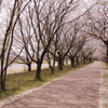 蔵出し木場桜