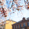 異国でお花見