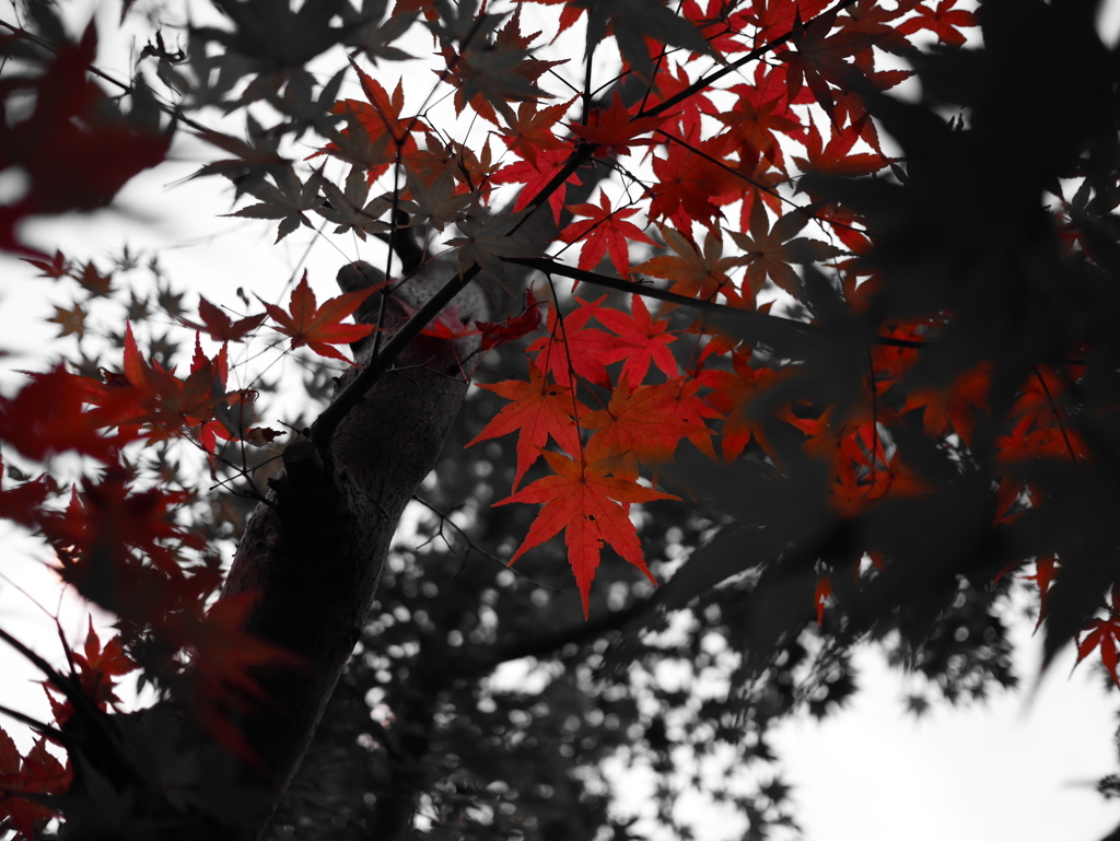 Paint it Red