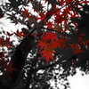 Paint it Red