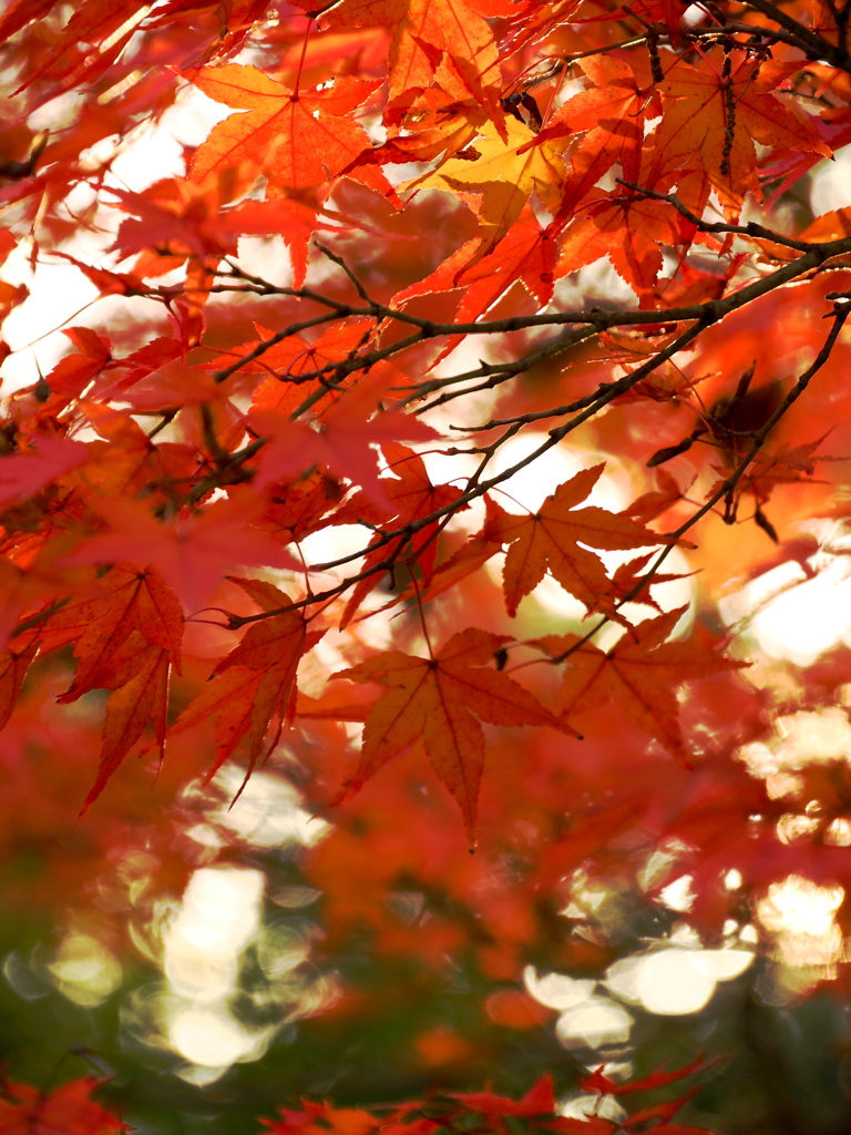 紅葉乱舞