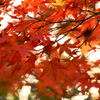 紅葉乱舞