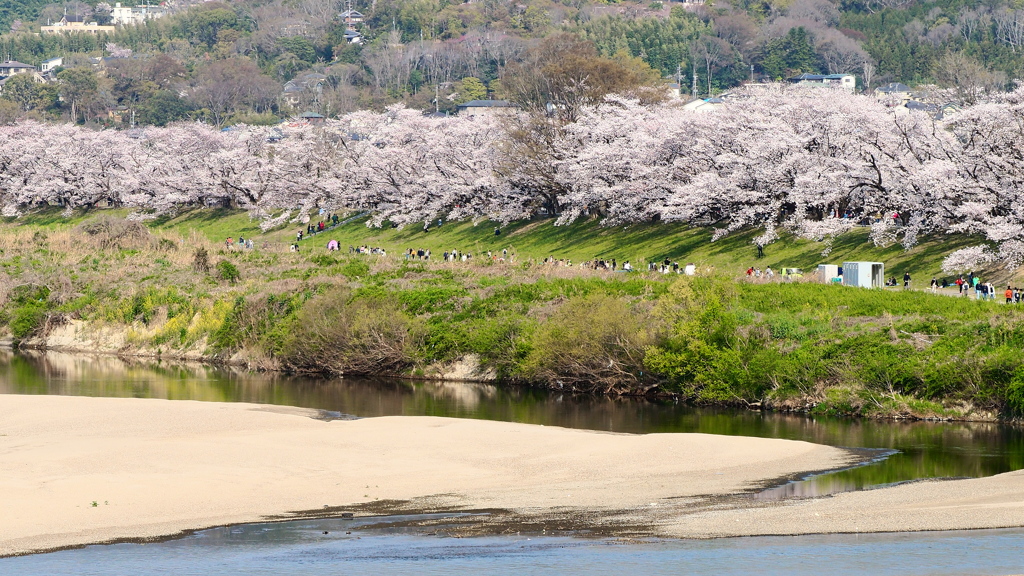 背割堤遠景