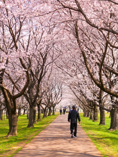 桜木花道