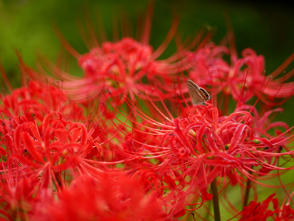 曼珠沙華便乗～紅～