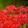 曼珠沙華便乗～紅～