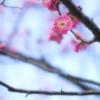 大阪はもう春？
