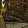 木漏れ日参道