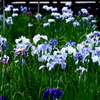 花菖蒲 -暗-