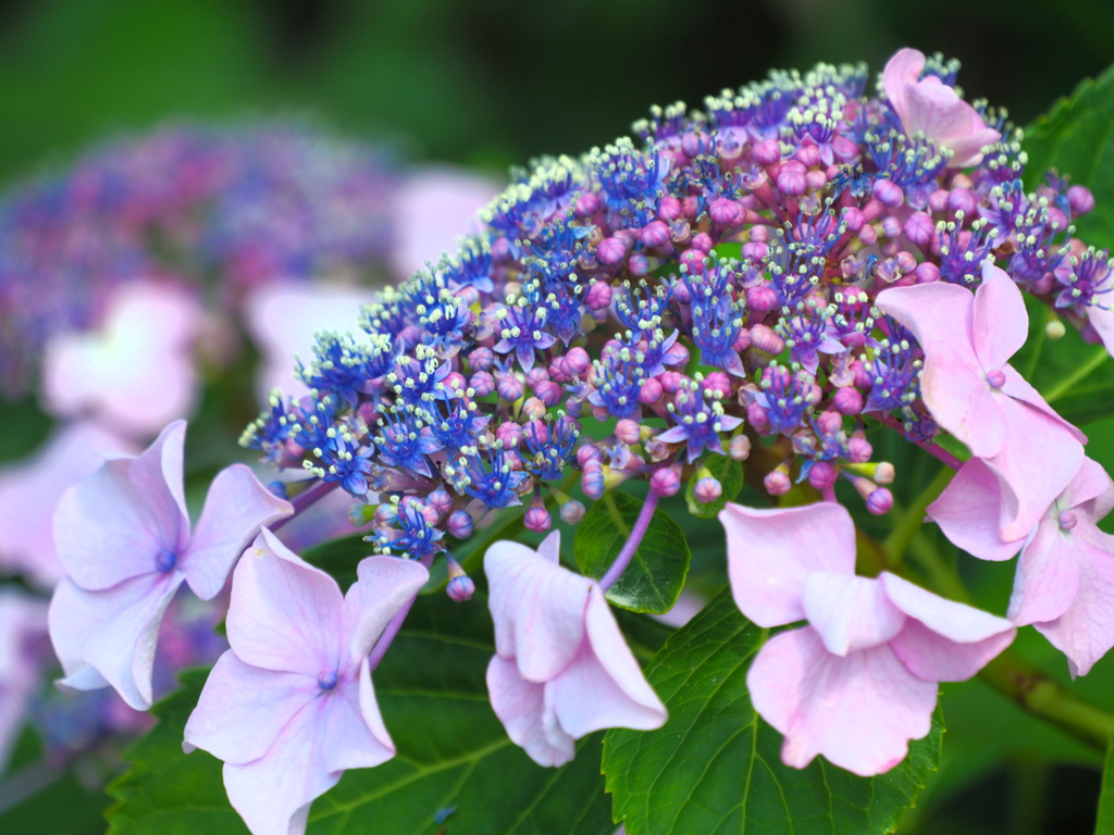 紫陽花の頃