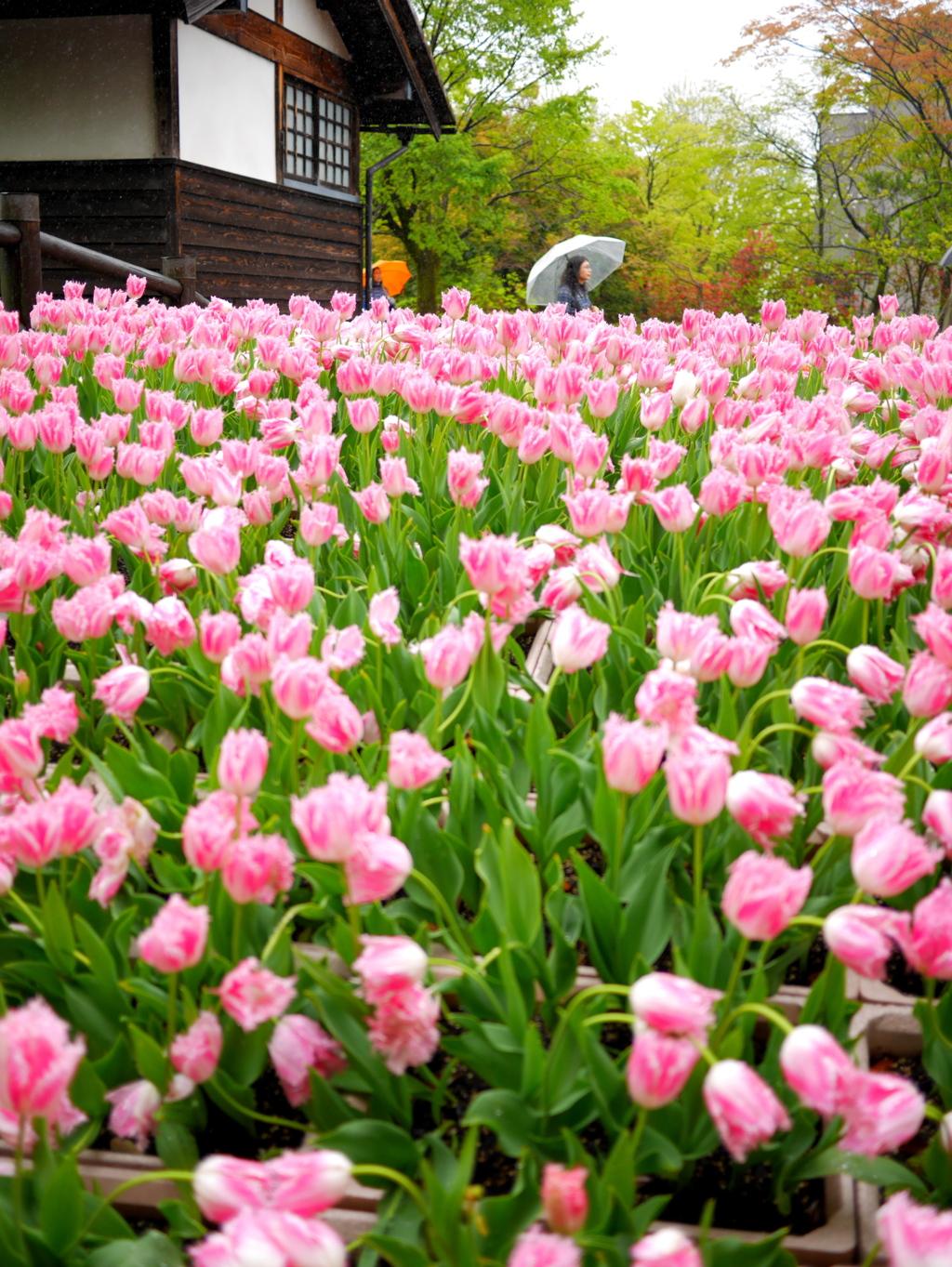 雨のチューリップ公園３
