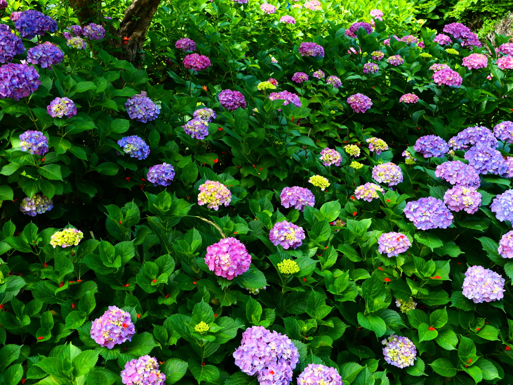 Hydrangea polka dots