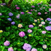 Hydrangea polka dots