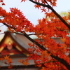 天神紅葉
