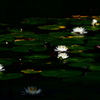 睡睡蓮花睡蓮花