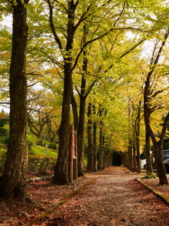 秋の散歩道 2016