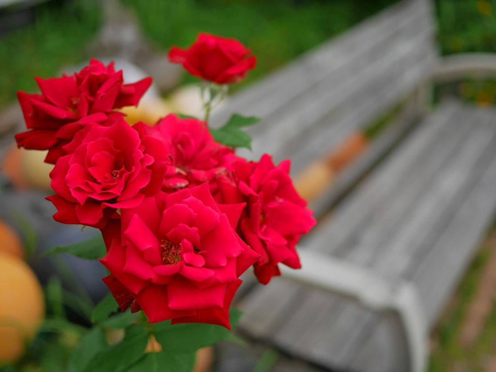 Stop and smell the roses